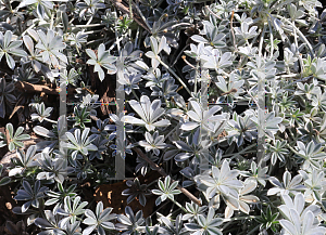 Picture of Lupinus albifrons '~Species'