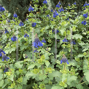 Picture of Coleus livingstonei '~Species'