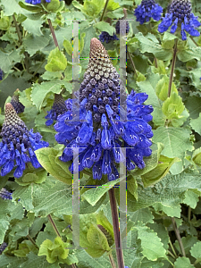 Picture of Coleus livingstonei '~Species'