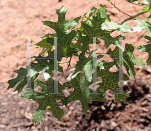 Picture of Quercus buckleyi '~Species'