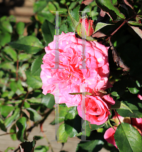 Picture of Rosa  'Meiswetdom' (Sweet Drift)