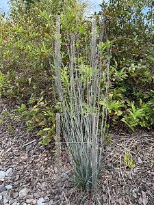 Picture of Schizachyrium scoparium 'Standing Ovation'