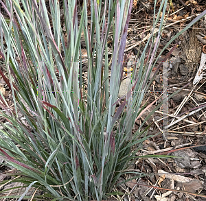 Picture of Schizachyrium scoparium 'Standing Ovation'