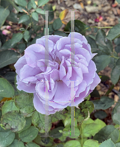 Picture of Rosa  'Love Song'