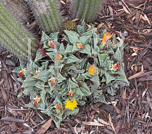Picture of Faucaria tigrina '~Species'