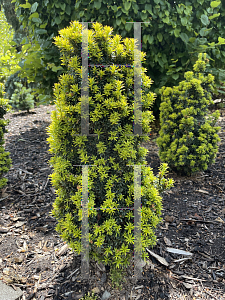 Picture of Taxus baccata 'Golden Dunce'