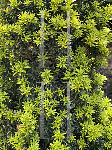 Picture of Taxus baccata 'Golden Dunce'