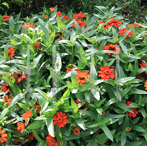Picture of Zinnia x 'Profusion Fire'