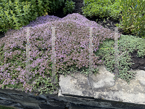 Picture of Thymus praecox '~Species'