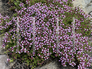 Picture of Thymus praecox '~Species'
