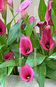 Picture of Zantedeschia rehmanmii '~Species'