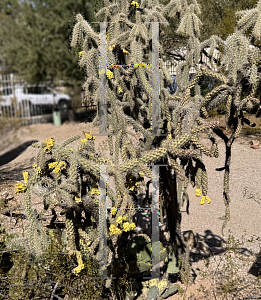 Picture of Cylindropuntia spinosior '~Species'