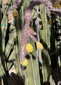 Picture of Cylindropuntia spinosior '~Species'