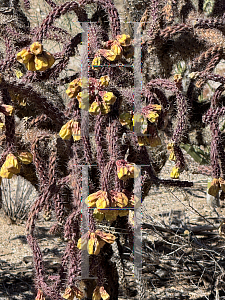 Picture of Cylindropuntia spinosior '~Species'