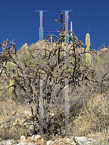 Picture of Cylindropuntia spinosior '~Species'