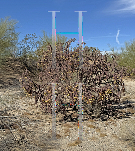 Picture of Cylindropuntia spinosior '~Species'