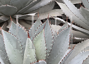 Picture of Agave potatorum 'El Camarn'