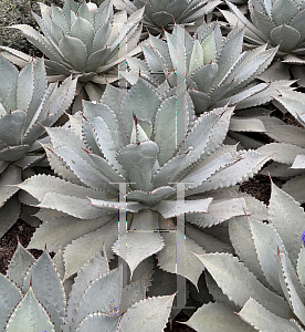Picture of Agave potatorum 'El Camarn'