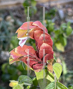 Picture of Justicia brandegeana '~Species'