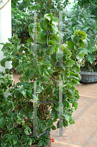 Picture of Acalypha wilkesiana 'Ceylon'