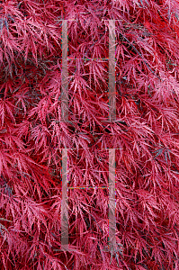 Picture of Acer palmatum 