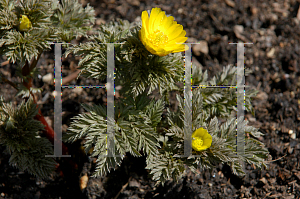 Picture of Adonis vernalis 