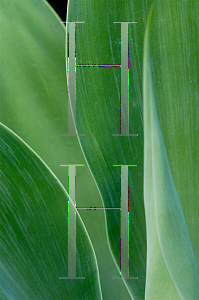 Picture of Agave attenuata 