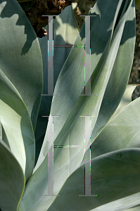 Picture of Agave attenuata 