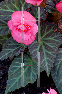 Picture of Begonia tuberhybrida hybrids 'Mocca'