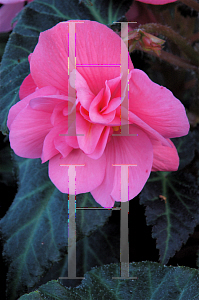 Picture of Begonia tuberhybrida hybrids 'Mocca'