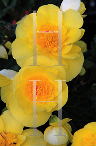 Picture of Begonia tuberhybrida hybrids 'Nonstop Yellow'