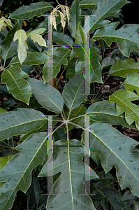 Picture of Schefflera delavayi 