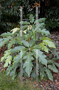 Picture of Schefflera delavayi 