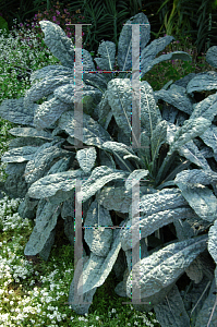 Picture of Brassica oleracea (Acephala Group) 'Toscano'