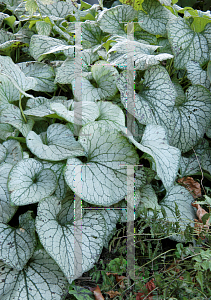 Picture of Brunnera macrophylla 'Jack Frost'