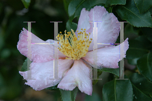Picture of Camellia sasanqua 'Long Island Pink'