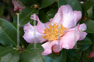 Picture of Camellia sasanqua 'Long Island Pink'