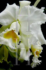 Picture of Cattleya x 