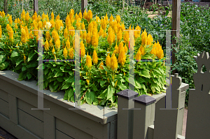 Picture of Celosia argentea (Plumosa Group) 'Fresh Look Yellow'