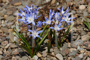 Picture of Chionodoxa luciliae 