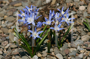 Picture of Chionodoxa luciliae 