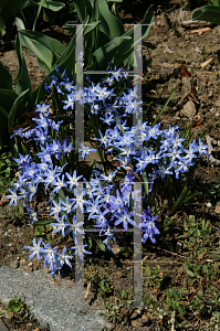 Picture of Chionodoxa luciliae 