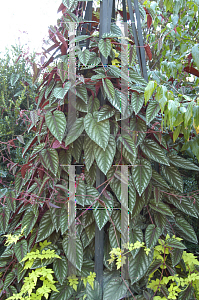 Picture of Cissus discolor 