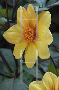 Picture of Dahlia x hybrida 