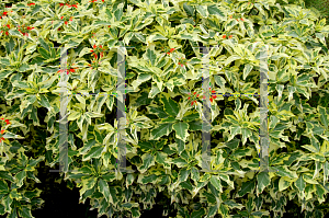 Picture of Euphorbia heterophylla 'Variegata'