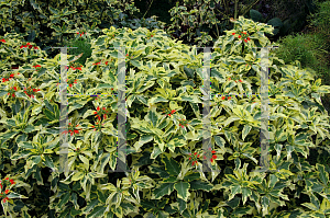 Picture of Euphorbia heterophylla 'Variegata'