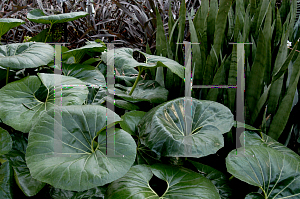 Picture of Farfugium japonicum 'Gigantea'