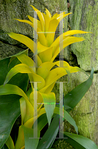 Picture of Guzmania  'Marjan'