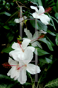 Picture of Hibiscus arnottianus 