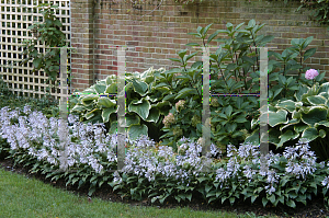 Picture of Hosta  'Tardiflora'